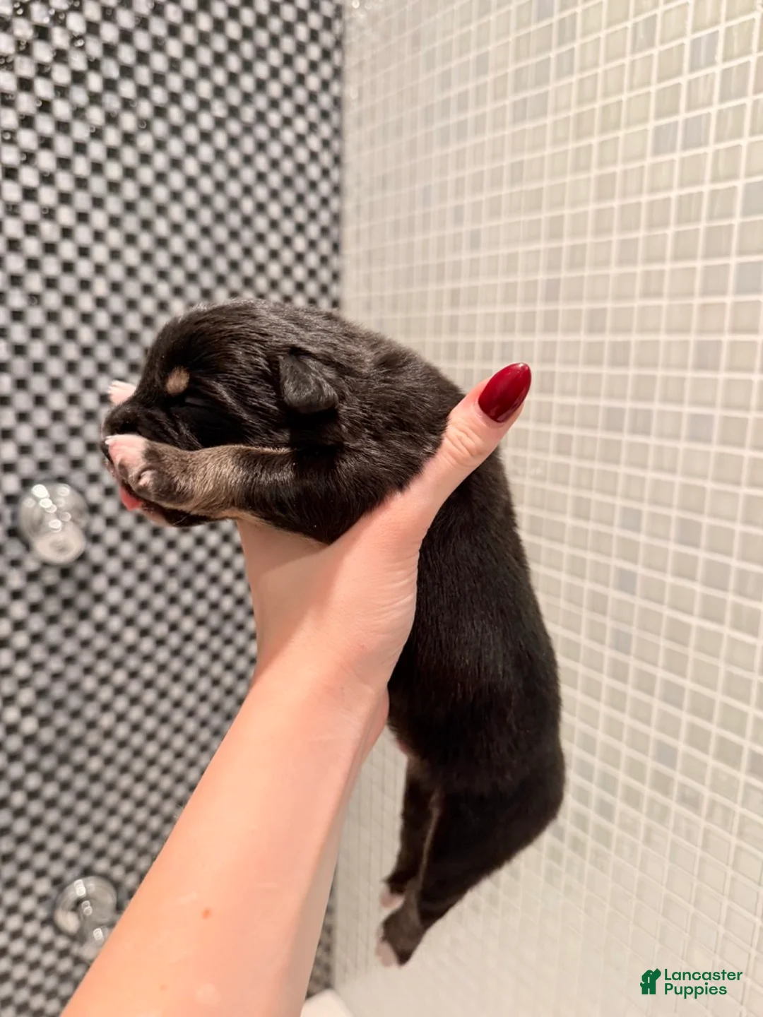 Australian Shepherd dogs for sale: Dakota - Ad 5