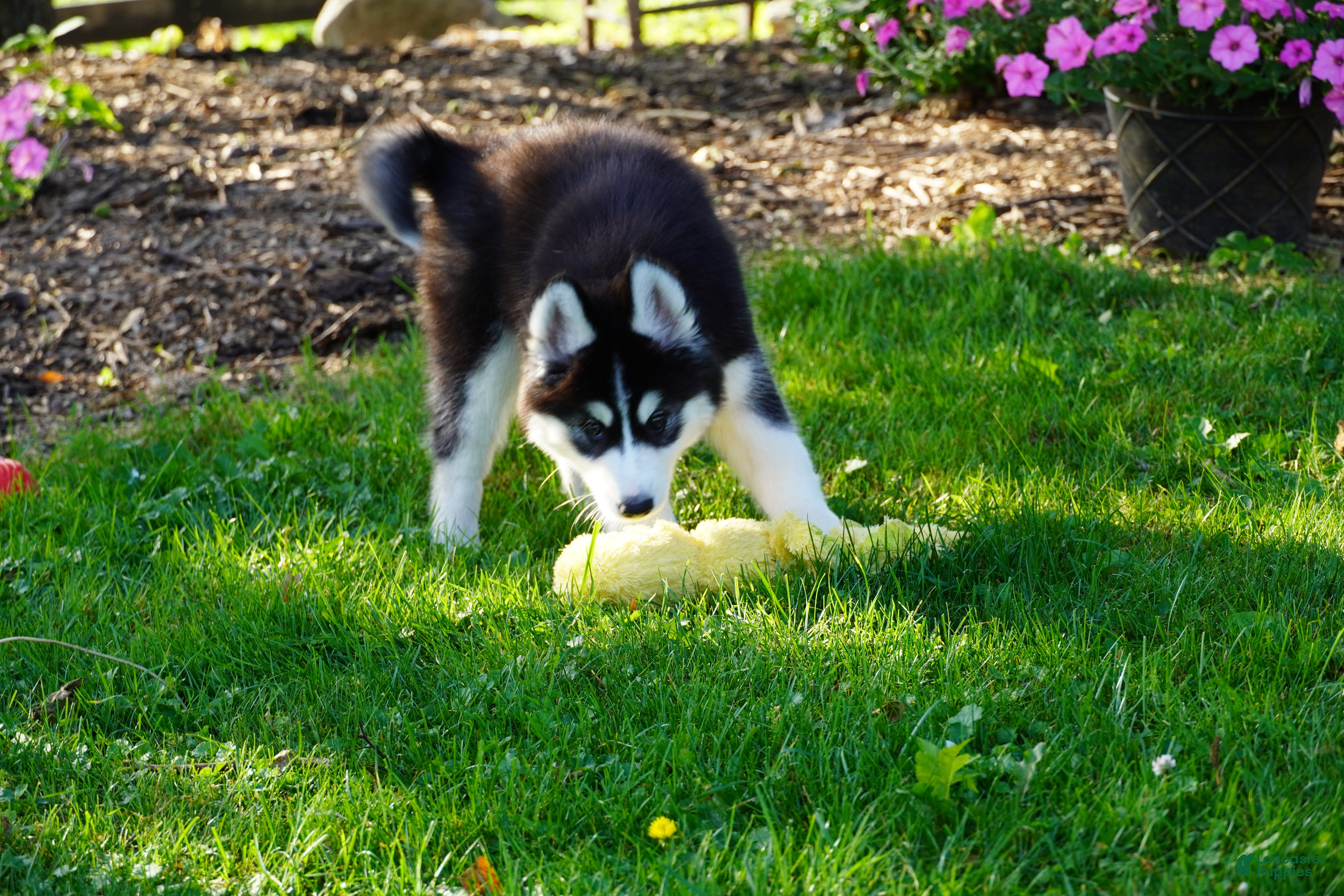 Siberian Husky dogs Stella - Ad 2