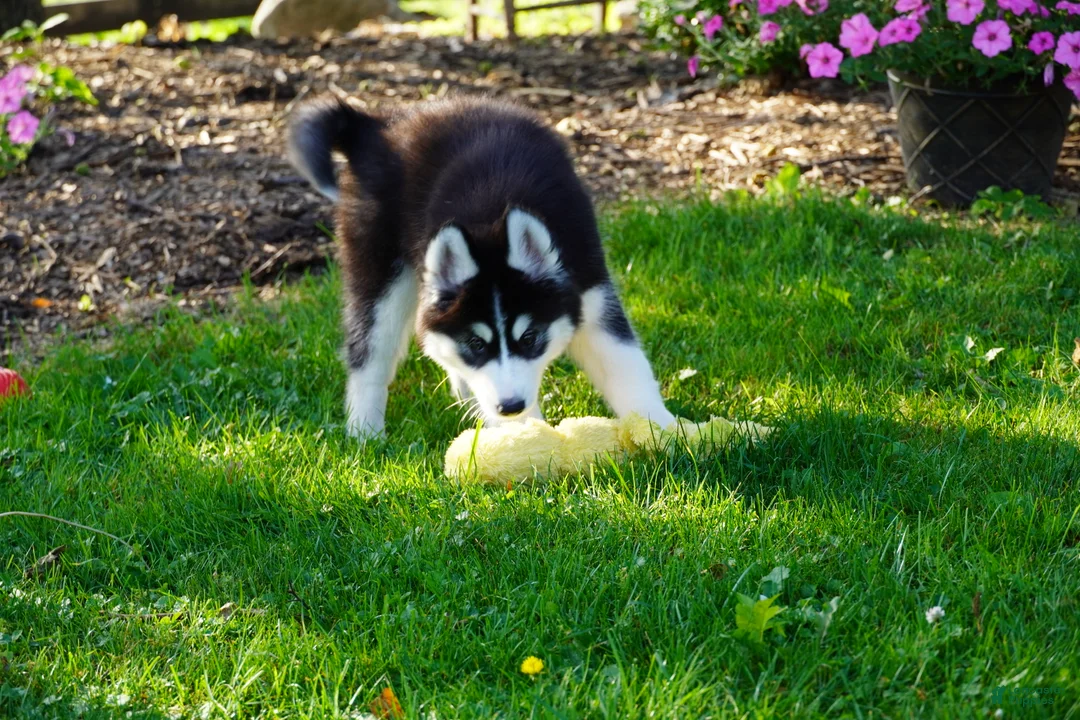 Siberian Husky dogs for sale: Stella - Ad 2