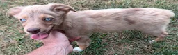 Toy Australian Shepherd dogs for sale: Belle - Ad 2