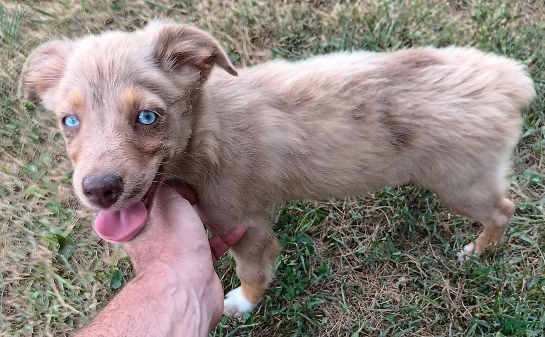 Toy Australian Shepherd dogs for sale: Belle - Ad 2
