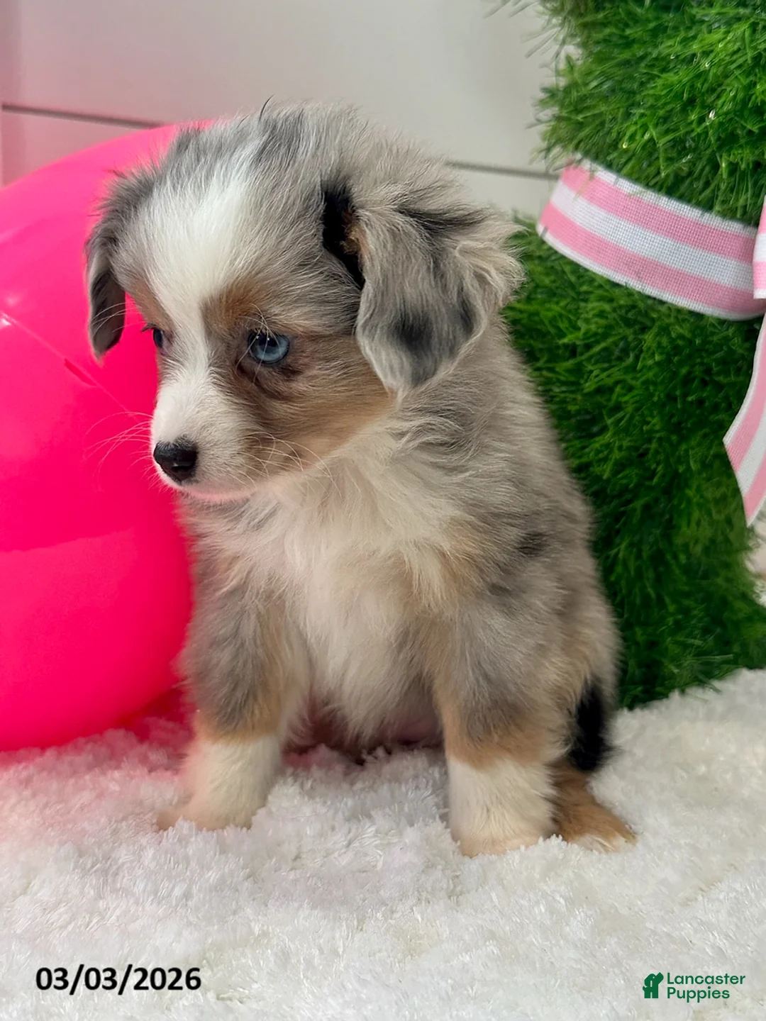 Miniature Australian Shepherd dogs for sale: Paisley - Ad 4