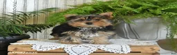 Yorkshire Terrier dogs for sale: Rosie - Ad 2