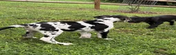 Great Dane dogs for sale: Pat Benatar - Ad 4