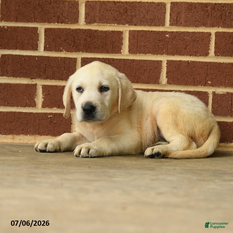 Labrador Retriever dogs Bouncer - Ad 2