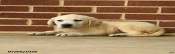 Labrador Retriever dogs for sale: Bouncer - Ad 2