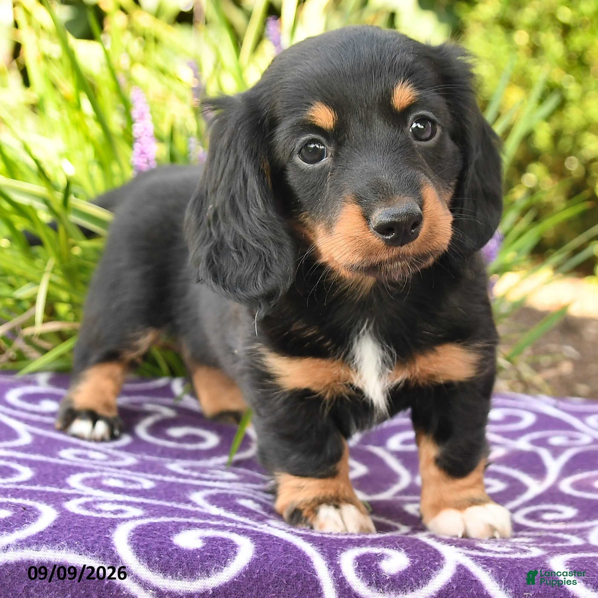 Miniature Dachshund dogs Odette - Ad 2