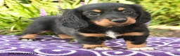 Miniature Dachshund dogs for sale: Odette - Ad 2