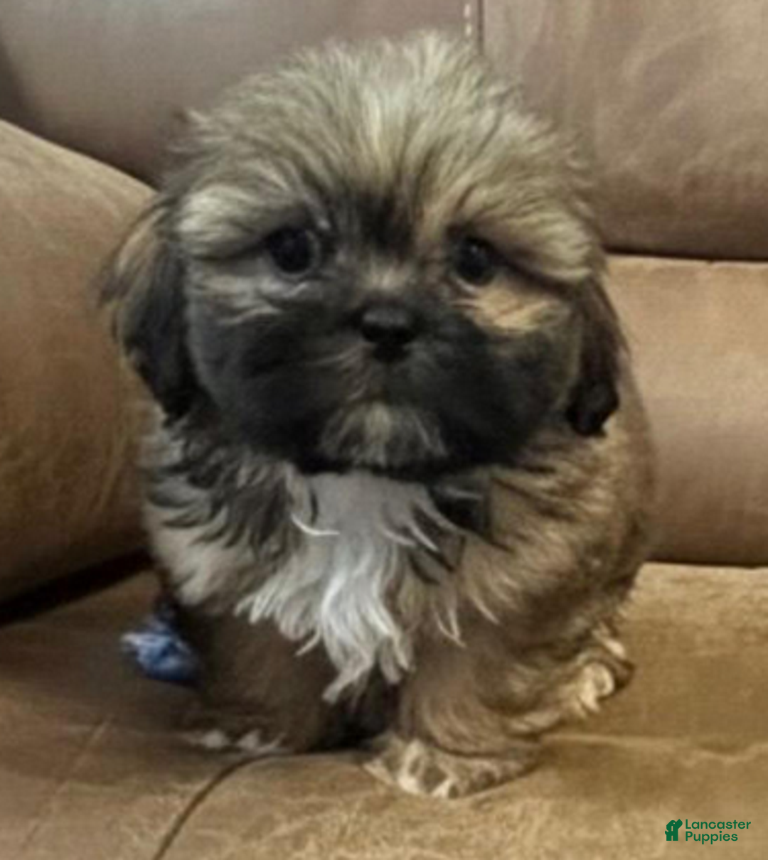 Shih Tzu dogs for sale: AKC Watson - Ad 3