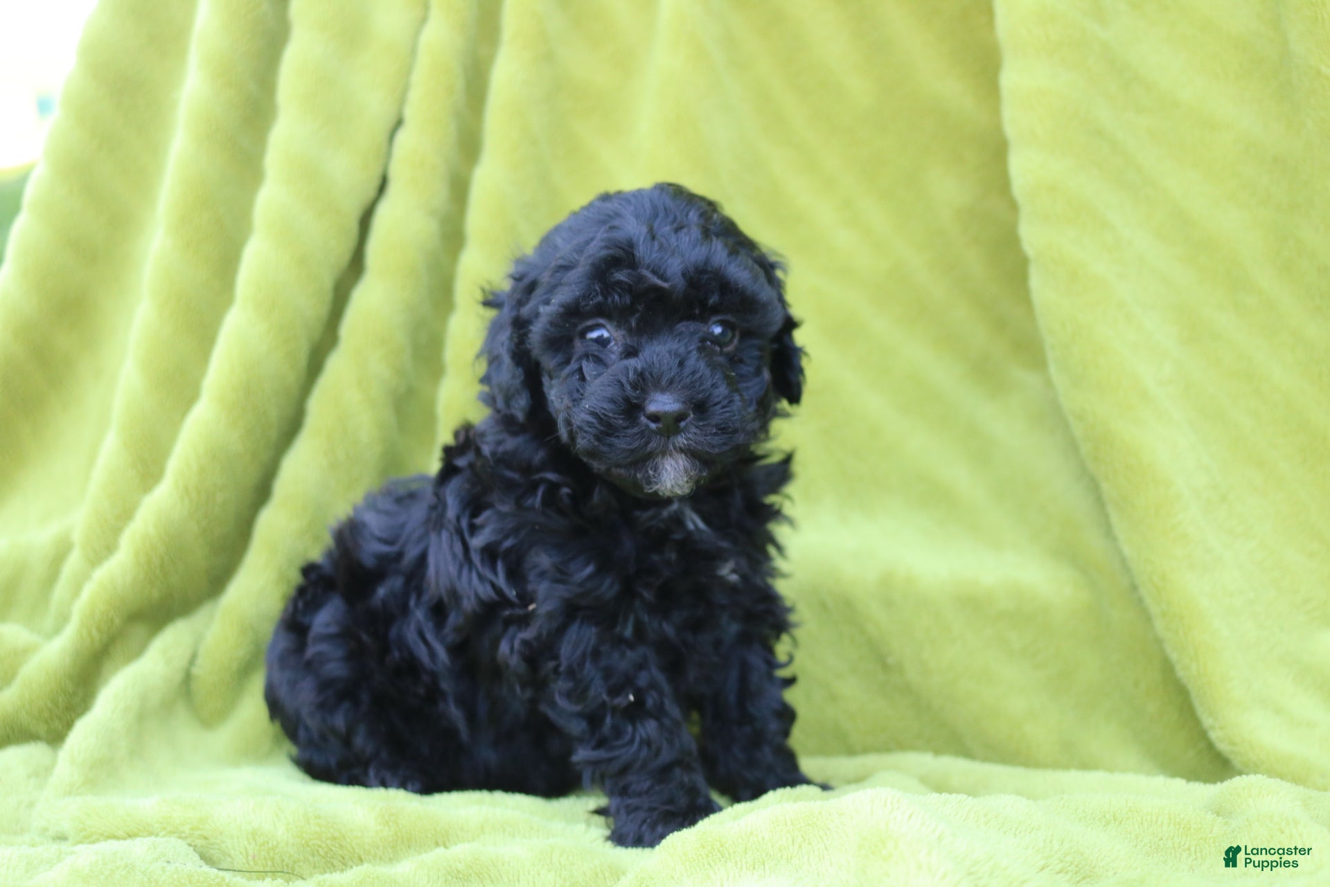 Toy Poodle dogs Sadie - Ad 1