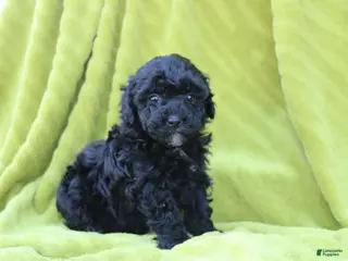 Toy Poodle dogs for sale: Sadie - Ad 3
