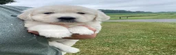 Golden Retriever dogs for sale: Dewey - Ad 8
