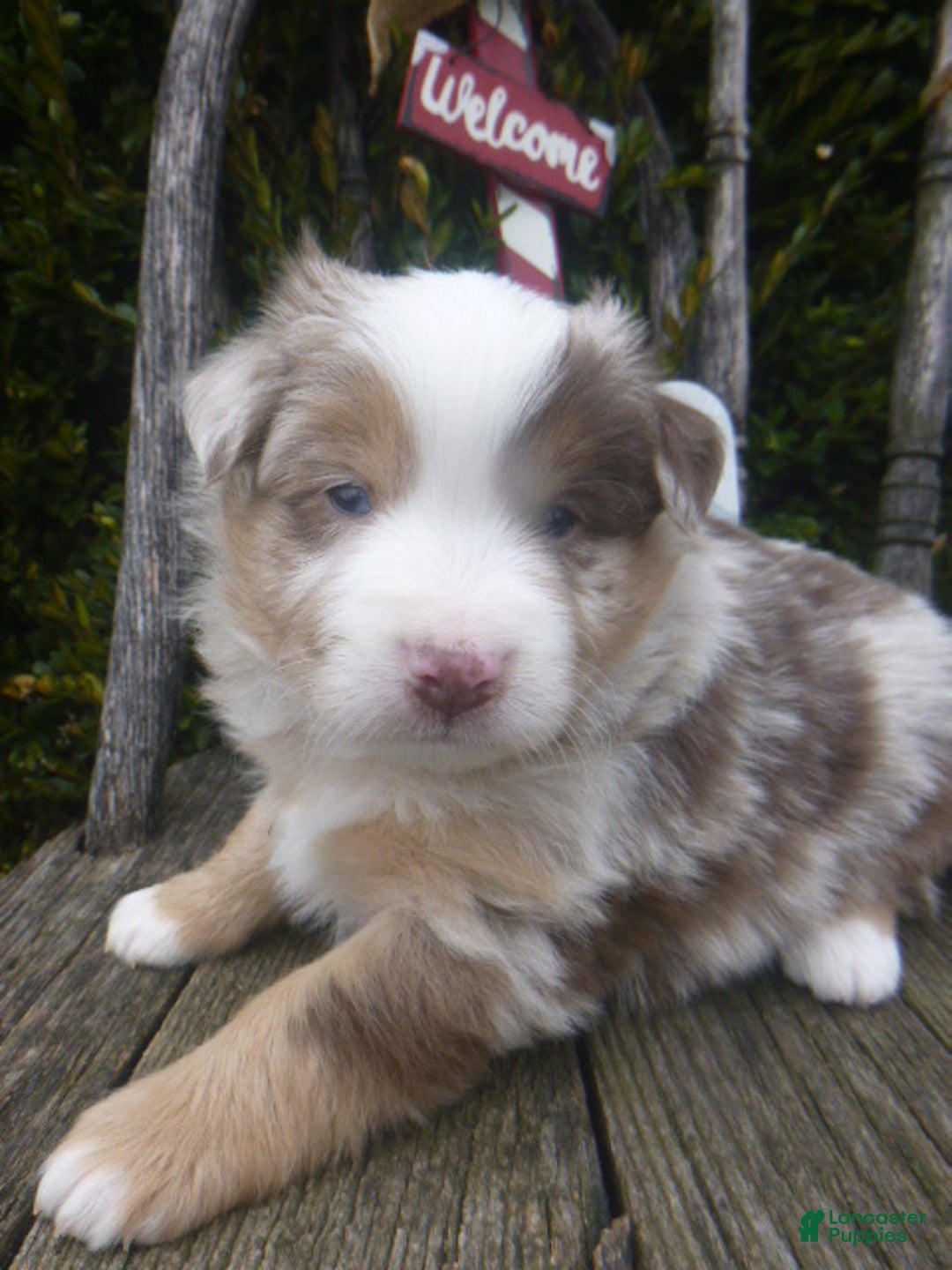 Miniature Australian Shepherd dogs for sale: Navada - Ad 1
