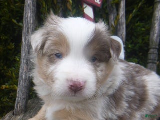 Miniature Australian Shepherd dogs Navada - Ad 29