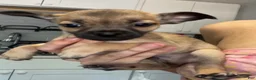 Chihuahua dogs for sale: Chihuahua 2 - Ad 1