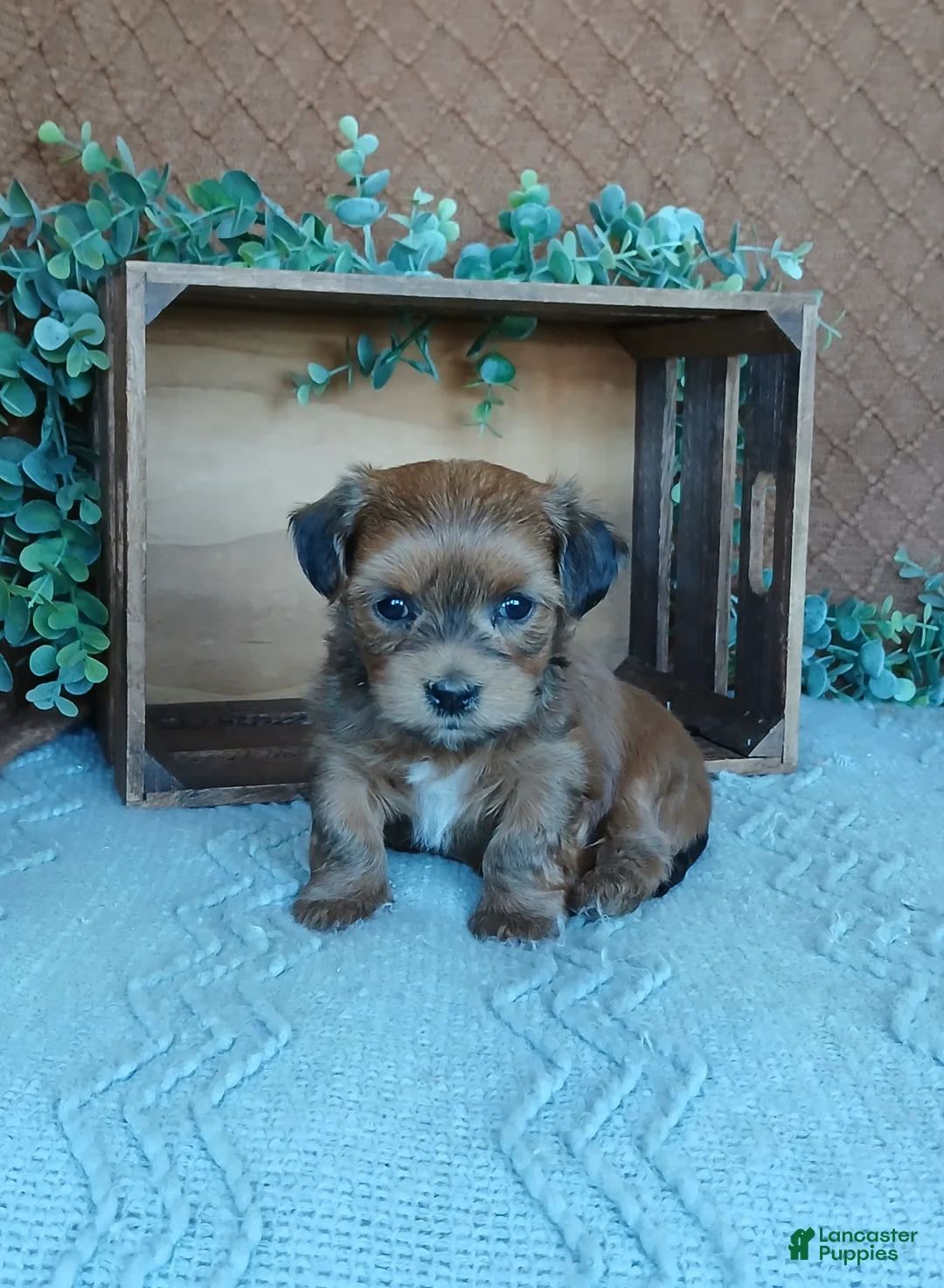 Havanese dogs for sale: Anna  - Ad 1