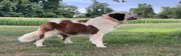 Saint Bernard dogs for sale: AKC Halo - Ad 3