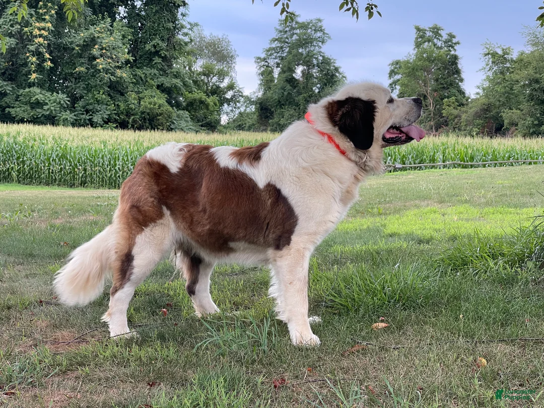 Saint Bernard dogs for sale: AKC Halo - Ad 3