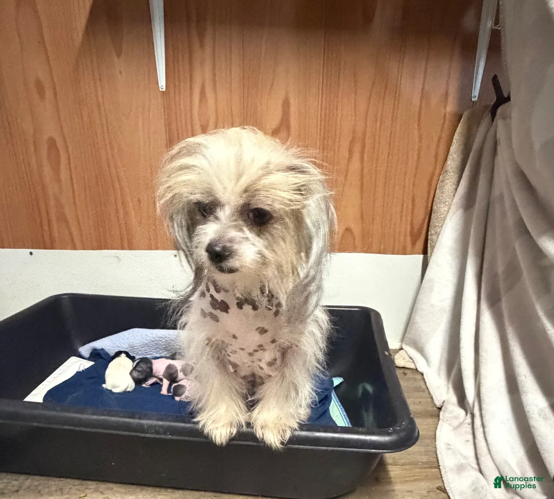 Mixed Breed dogs for sale: Mixed Breed Puppy 1 - Ad 9