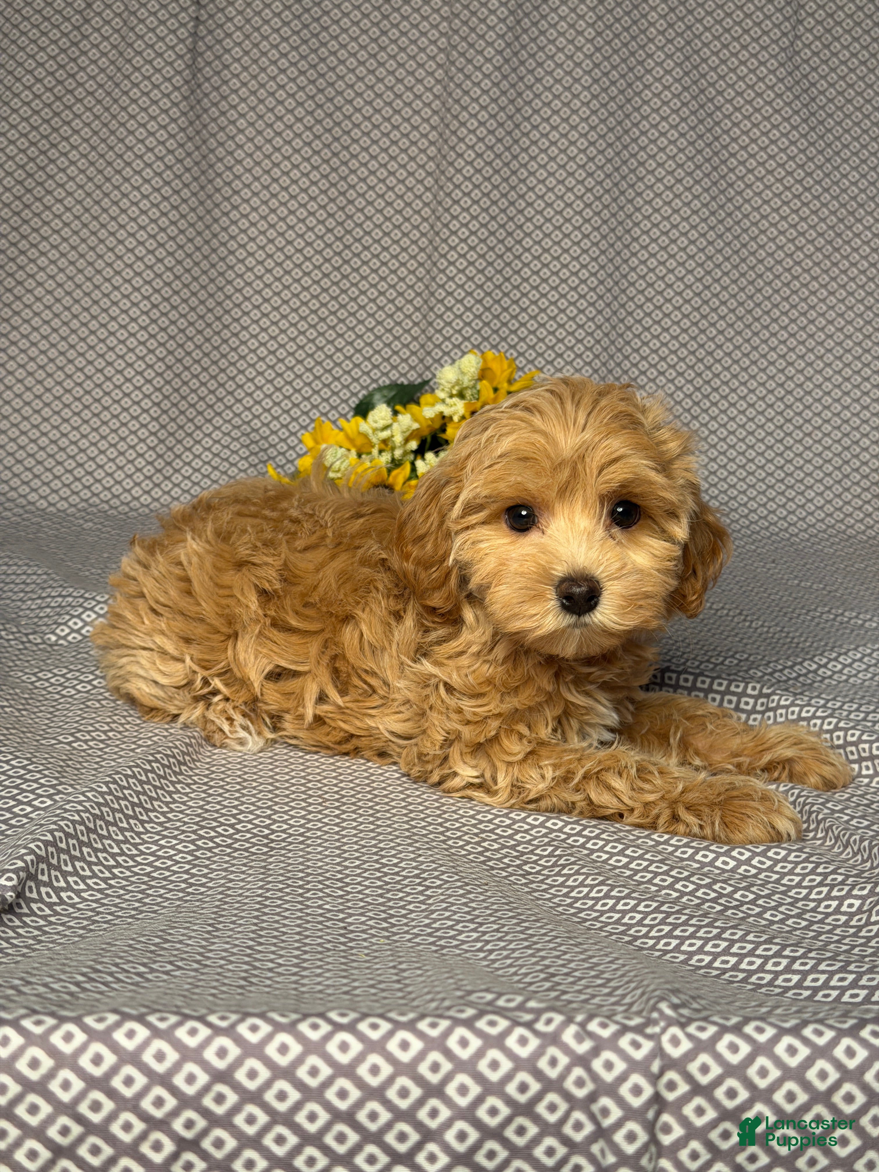 Maltipoo dogs Bailey - Ad 2