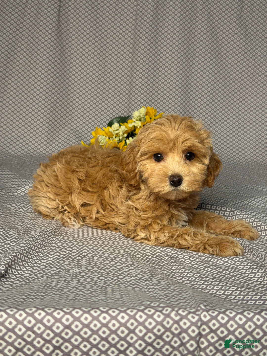 Maltipoo dogs for sale: Bailey - Ad 2