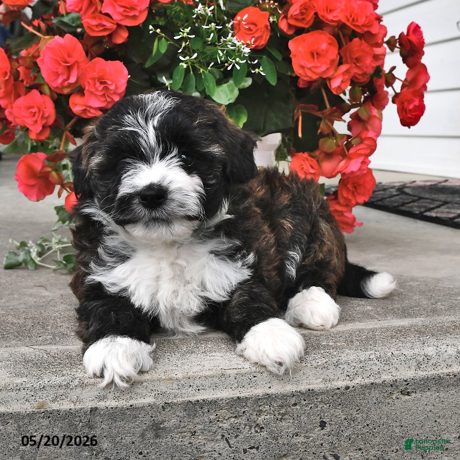Mini Aussiedoodle dogs Tinker - Ad 2