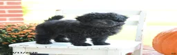 Mixed Breed dogs for sale: Hunter - Ad 4