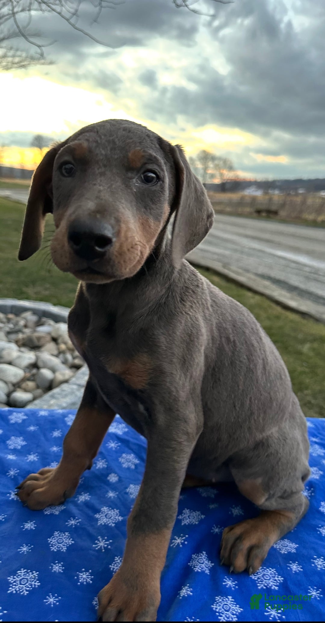 Doberman Pinscher dogs for sale: Akc Doberman Pinscher Blue Valentine - Ad 7