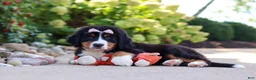 Bernese Mountain Dog dogs for sale: Maggie - Ad 9