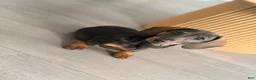 Dachshund dogs for sale: Dachshund 1 - Ad 3