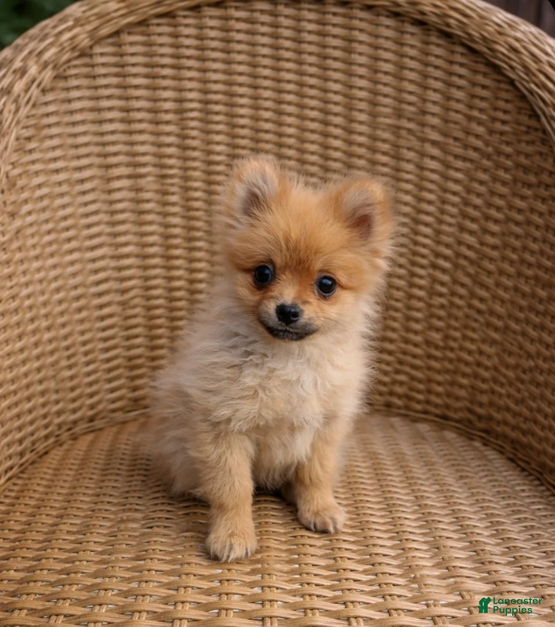 Pomeranian dogs for sale: Pomeranian Puppy 1 - Ad 2