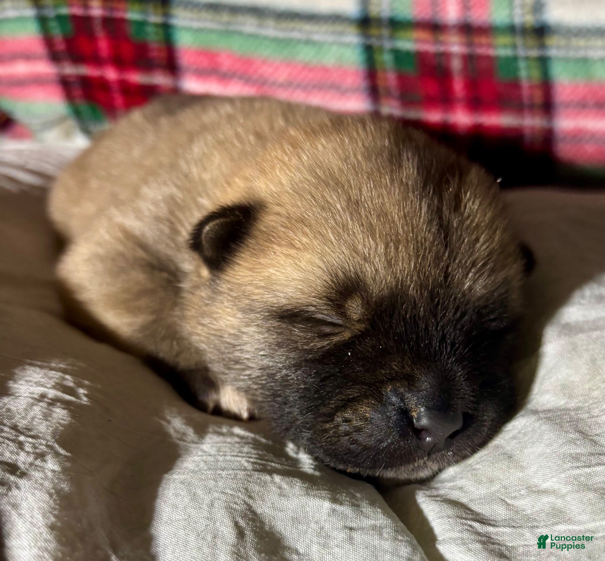 Akita dogs for sale: Akita 2 - Ad 1