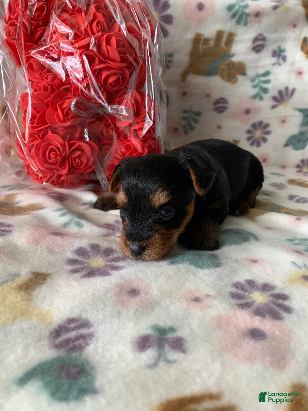 Yorkshire Terrier dogs for sale: Bella - Ad 2