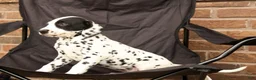 Dalmatian dogs for sale: Abby - Ad 4