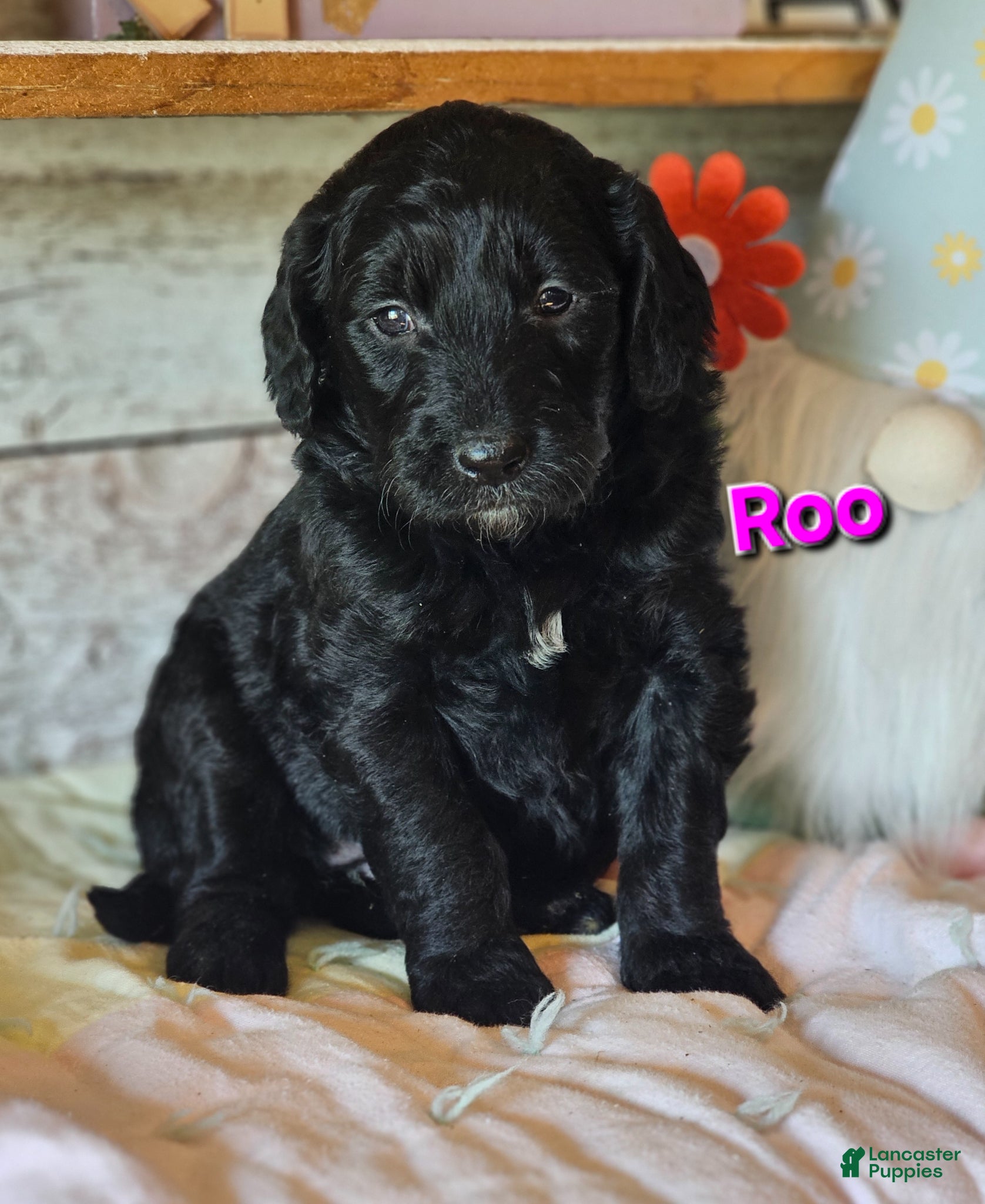 Goldendoodle dogs Roo  - Ad 15