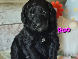 Goldendoodle dogs Roo - Ad 15