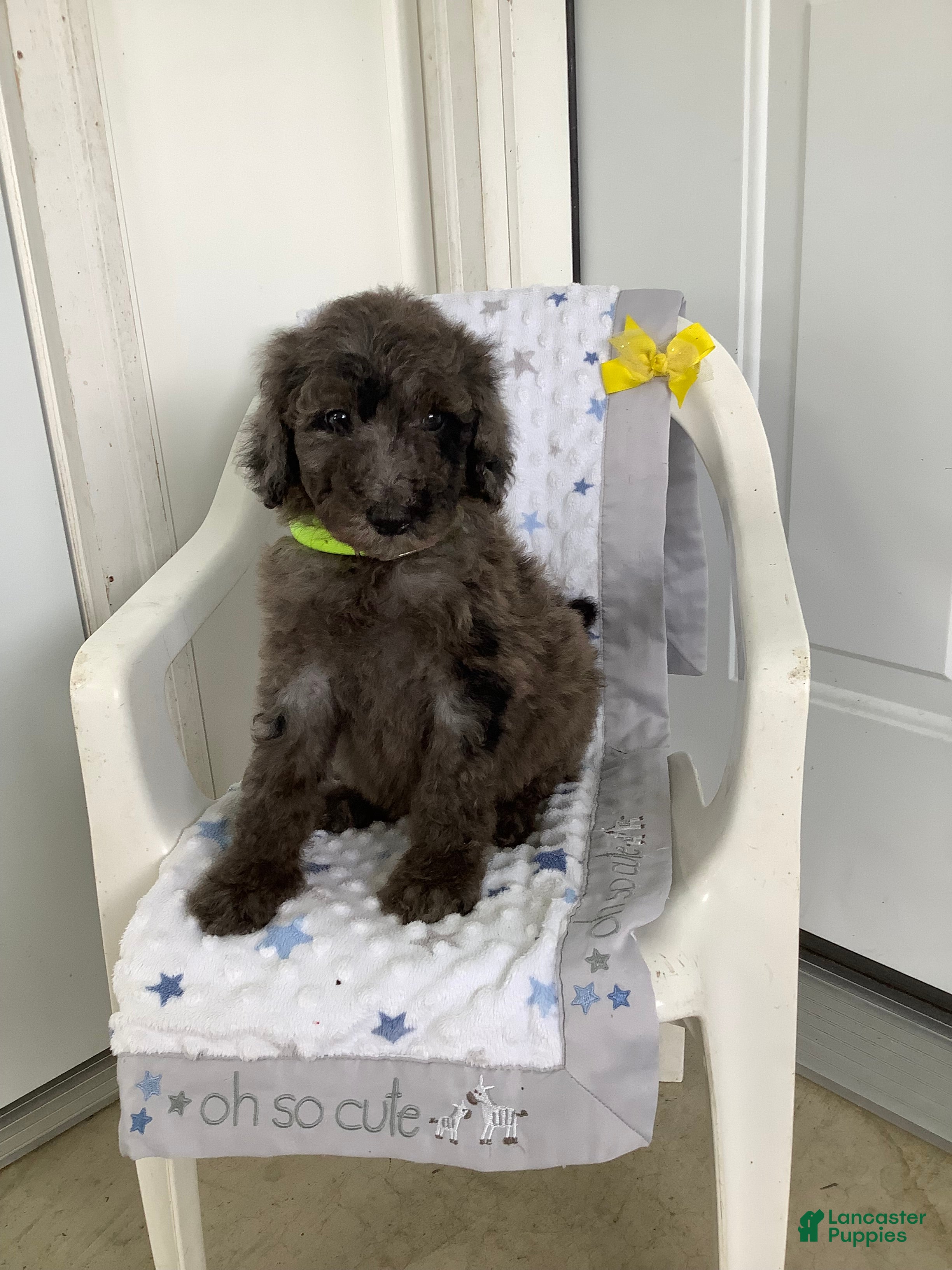 Goldendoodle dogs Rex-F1bb-Goldendoodle 1 - Ad 2