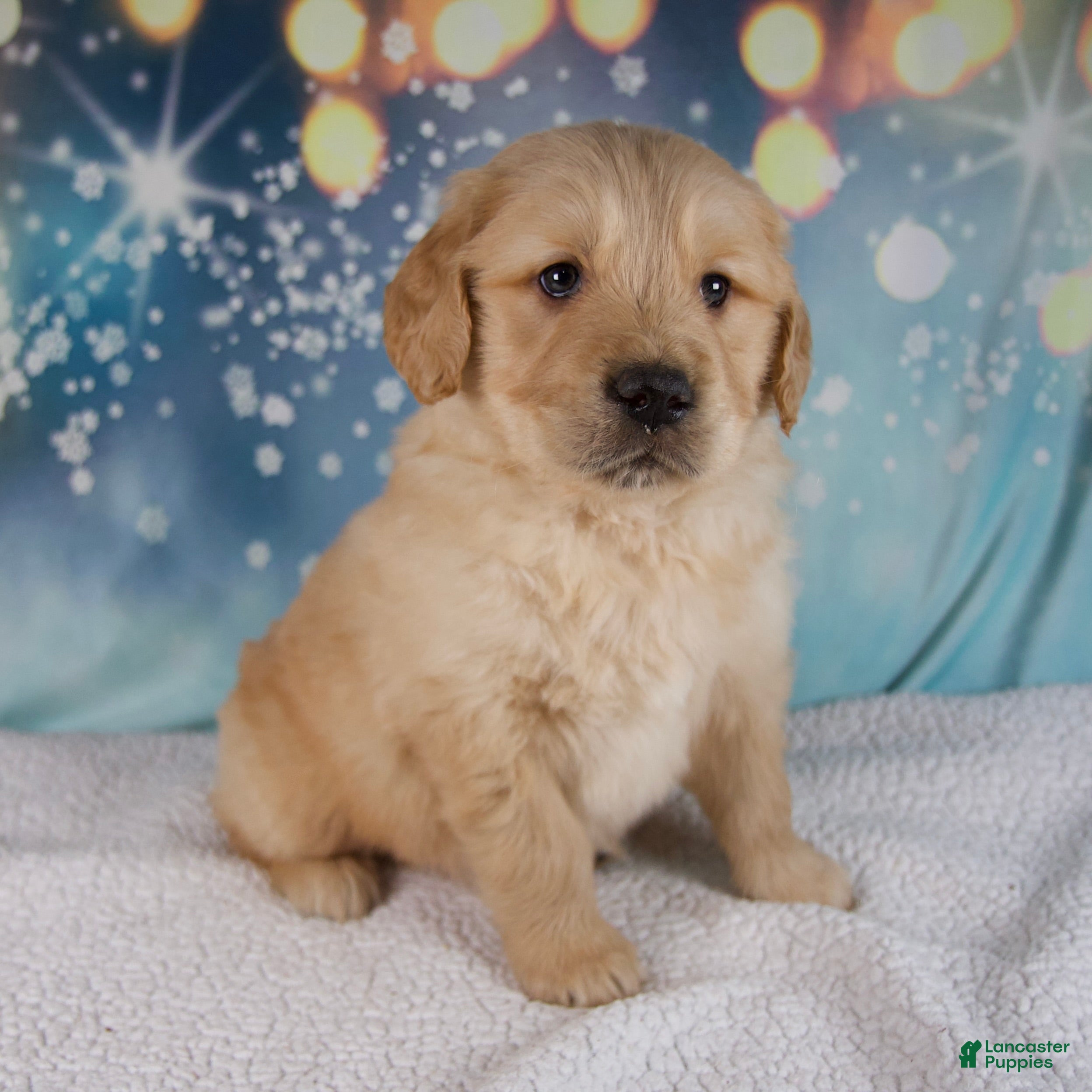 Golden Retriever dogs Enzo - Ad 2