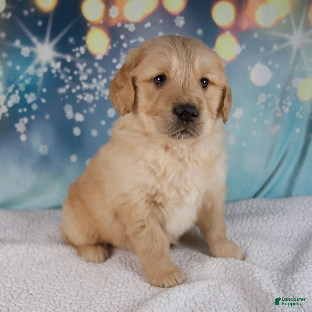 Golden Retriever dogs for sale: Enzo - Ad 1