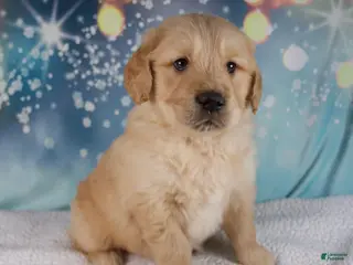 Golden Retriever dogs Enzo - Ad 2