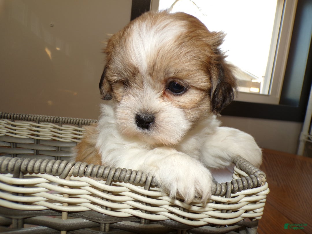 Teddy Bear dogs for sale: Teddy Bear Puppy 3 Truman - Ad 3