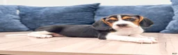 Beagle dogs for sale: Duke - Ad 2
