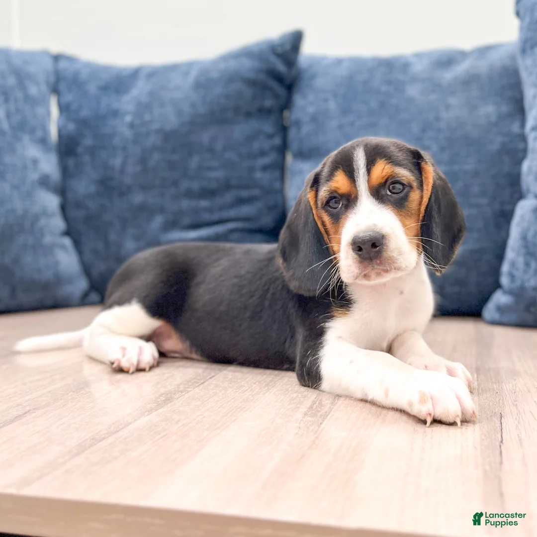 Beagle dogs for sale: Duke - Ad 2