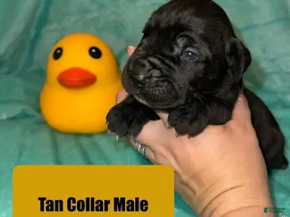 Cane Corso dogs Tan Collar Male - Ad 15