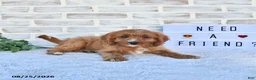 Cavapoo dogs for sale: Carma - Ad 4