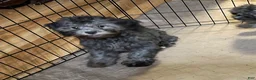 Shihpoo dogs for sale: Shihpoo 3 - Ad 2