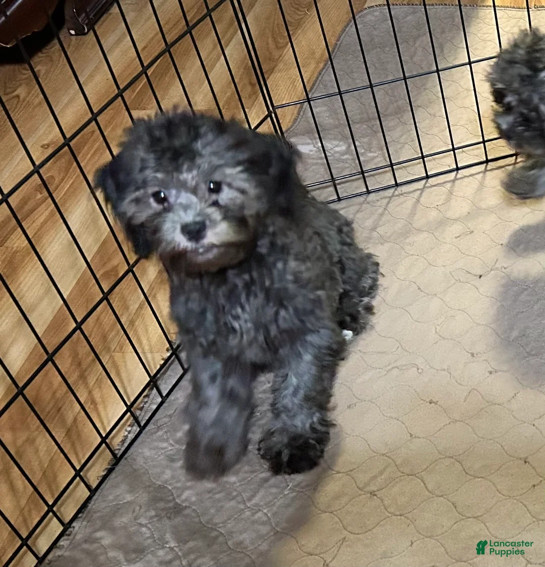 Shihpoo dogs for sale: Shihpoo 3 - Ad 2