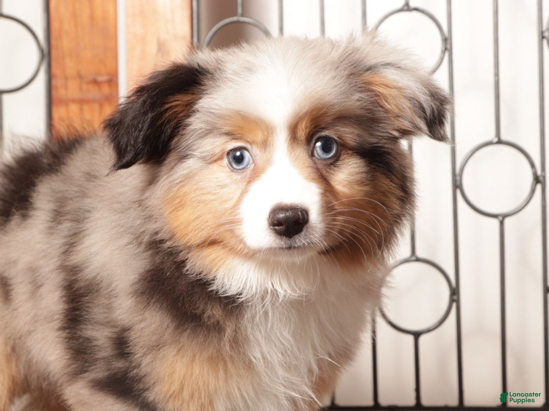 Miniature Australian Shepherd dogs for sale: Daisy - Ad 2
