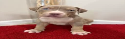 American Bully dogs for sale: American Bully Puppy 6 - Ad 2