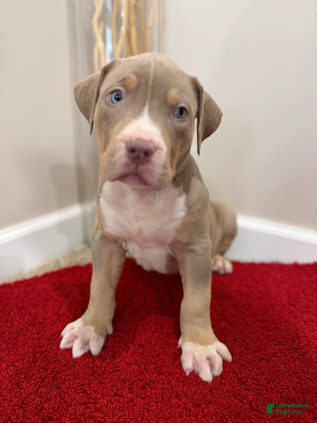 American Bully dogs for sale: American Bully Puppy 6 - Ad 2